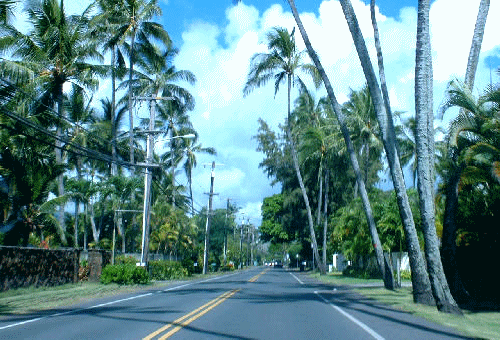 ハワイ不動産とヤシの木