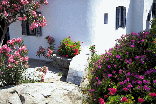 白い壁の家と花々