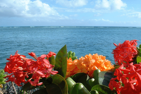 ハワイカイの海