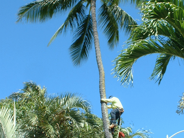 ハワイ不動産とヤシの木
